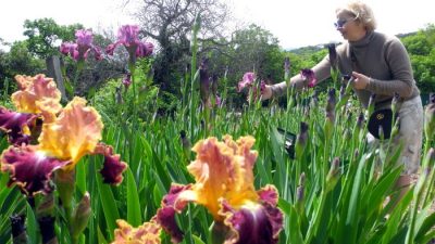 Королевский «Карнавал ирисов» блистает в Крыму