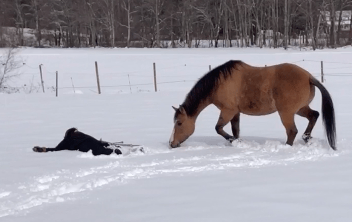 (Screenshot/ViralHog) Конь с хозяйкой, радуясь выпавшему снегу, решили вдоволь поваляться на нём
