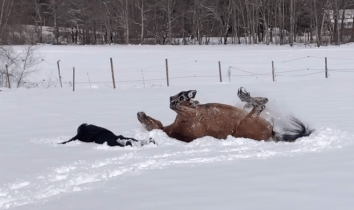 (Screenshot/ViralHog) Конь с хозяйкой, радуясь выпавшему снегу, решили вдоволь поваляться на нём