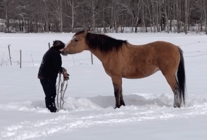 (Screenshot/ViralHog) Конь с хозяйкой, радуясь выпавшему снегу, решили вдоволь поваляться на нём