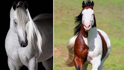 Надо очень любить лошадей, чтобы получались такие снимки