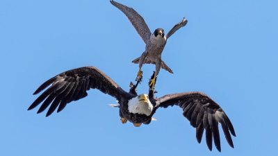 Небольшой сокол прогоняет со своей территории крупного орлана