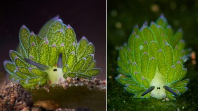 Left: (Oksana Maksymova/Shutterstock); Right: (Bass Supakit/Shutterstock)