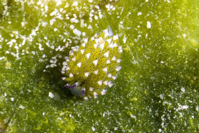 (Suwat Sirivutcharungchit/Shutterstock)