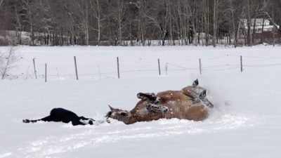 Конь с хозяйкой, радуясь выпавшему снегу, решили вдоволь поваляться на нём