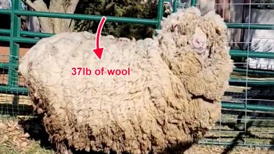 Овца, освободившись от 17 кг шерсти, бегает и прыгает от радости