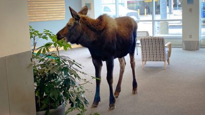 Лось увидел зелёные растения. Его не смутило, что они растут в больничном холле