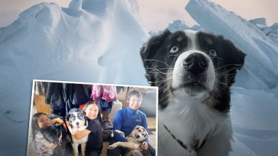 Австралийская овчарка преодолела 241 км по льду Берингова моря и через месяц вернулась домой