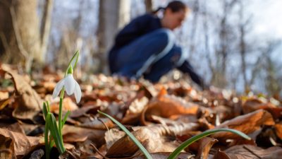 Как растения могут изменить ваше душевное состояние