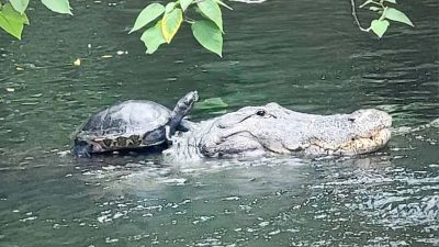 Если видите, что черепаха едет верхом на аллигаторе, знайте — вы во Флориде