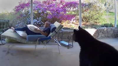 Мужчина отдыхал в шезлонге, как вдруг к нему подошёл крупный медведь…