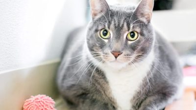 Ограничьте калорийность корма для стерилизованных домашних животных