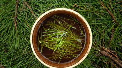 Сосновые иглы— древний союзник здоровья человека