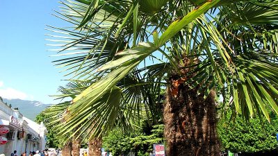 Цены в отелях Крыма снизились на 16-20% по сравнению с летом 2022 года