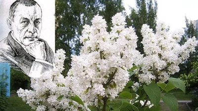 Рахманинов и Белая сирень: тайна раскрыта
