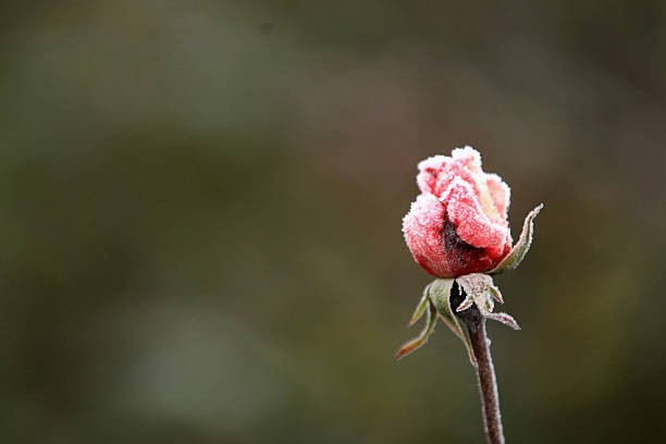 Летняя роза в инее. (Christopher Furlong/Getty Images) | Epoch Times Россия