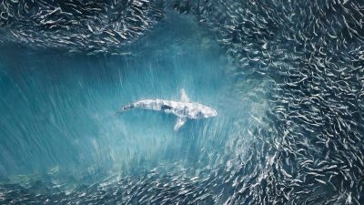 Фотографии показывают жизнь в океане с высоты птичьего полёта