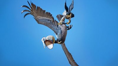 Сапсана возмутила беспардонность пеликанов, пролетающих слишком близко к его гнезду