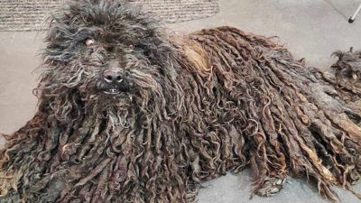 Отчаявшаяся собака с колтунами, полными блох, стала неузнаваемой после первой стрижки