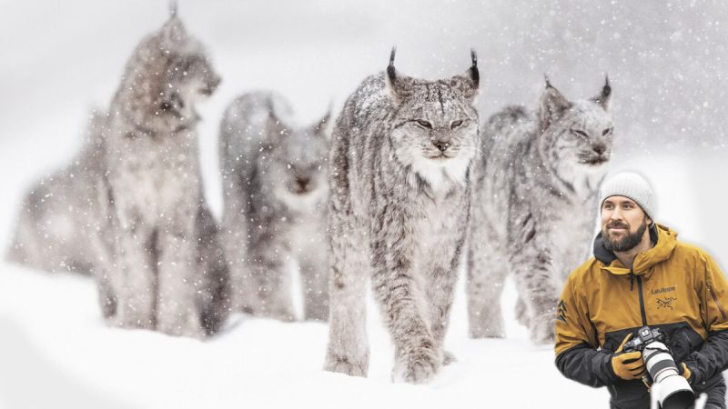 Фотограф дикой природы несколько дней бродил по снежному лесу, чтобы сделать несколько потрясающих снимков рысей (Courtesy of Jean-Simon Bégin)