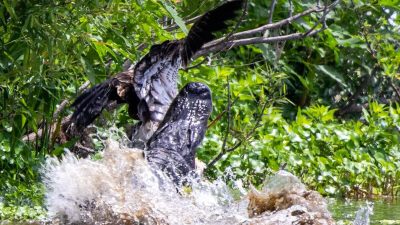 Белоголовый орлан едва избежал пасти аллигатора, он мог бы не дожить до следующего дня рождения