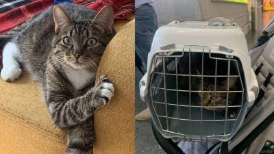 Во Внуково побег кота из переноски всполошил полицию аэропорта