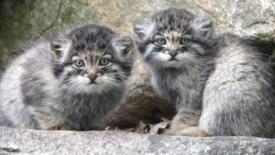 Киса-манул Ева разочарована легкомыслием своих игривых котят (видео)