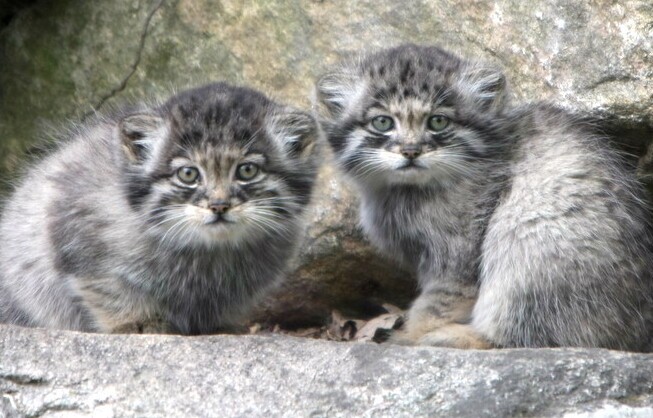 Киса-манул Ева разочарована легкомыслием своих игривых котят (видео) манул