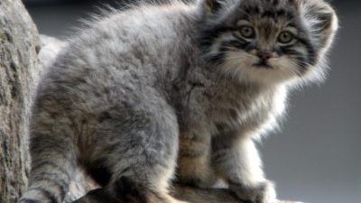 В зоопарке Ленинградской области впервые появился котёнок-манул (видео)