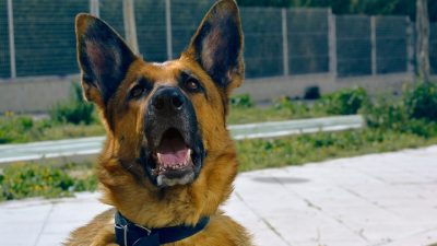 На Московском урбанистическом форуме покажут тренировки кинологов-спасателей