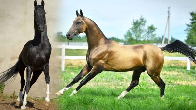 Семь  древних одомашненных пород лошадей, которые сохранились до наших дней