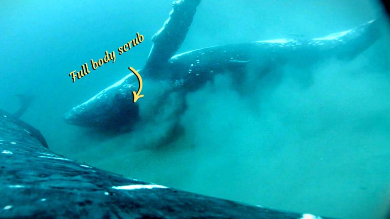 В глубоководных спа-салонах киты проводят косметическую очистку кожи