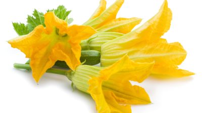 Цветы цукини или кабачков съедобны, не пропустите сезон цветения