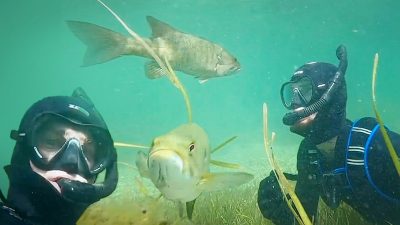 Дайвер каждое лето проведывает своего друга окуня, и тот его узнаёт