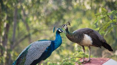 Екатеринбургский зоопарк скорбит: из-за посетителей погибла самка павлина Монетка