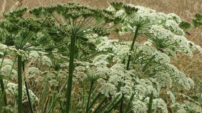 Ядовитый сорняк захватывает сельхозугодья в России