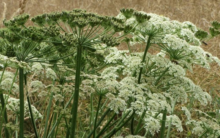 (Фото: pxhere.com/СС0). | Epoch Times Россия