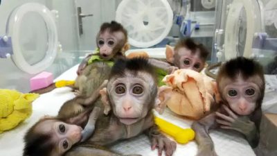 Спрос на клонирование домашних животных растёт, несмотря на высокую стоимость и скептицизм