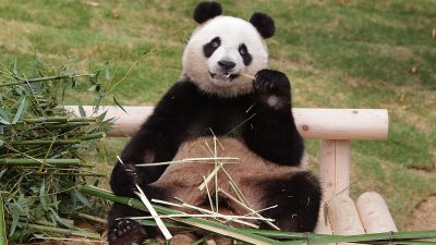 В Китае в гробнице императора нашли скелет гигантской панды