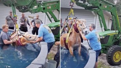 Лошадь оказалась в бассейне, растерянная и испуганная. Её спасали пожарные и соседи