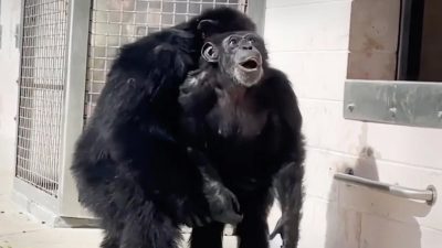 Шимпанзе восхищённо рассматривает небо, освободившись после 28-летнего заточения