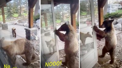 Как хозяйка прогнала медведей от своего дома