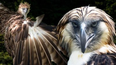Филиппинский орёл-обезъяноед: одна из самых редких, крупных и преданных в супружестве птиц в мире