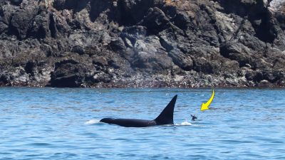 Фотограф запечатлел редкое событие: касатка и олень плывут рядом
