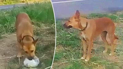Брошенная собака два месяца ждала своего хозяина на обочине дороги