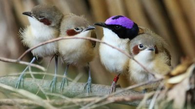Стойкие пурпурные крапивники пережили рекордное наводнение
