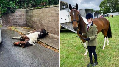 Брошенная на обочине лошадь завоевала серебро на конной выставке