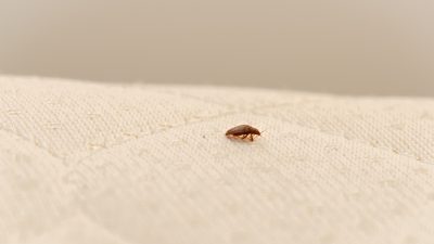 Чем вредны постельные клопы? Четыре совета, как от них избавиться