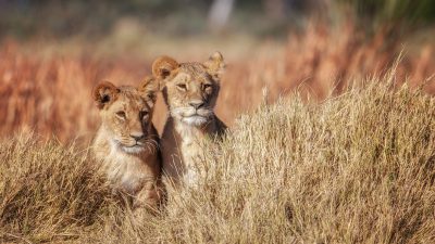Экспедиция по ландшафтам Ботсваны откроет удивительный мир дикой природы