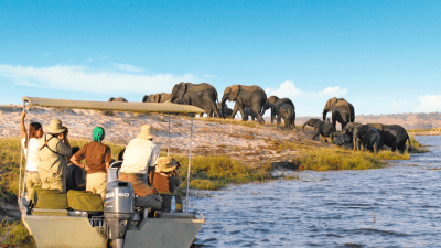 Сафари по 4 странам — идеальное знакомство с Южной Африкой